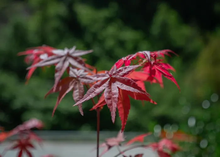 Hisa Juliana - Perfect Starting Point To Explore Slovenia