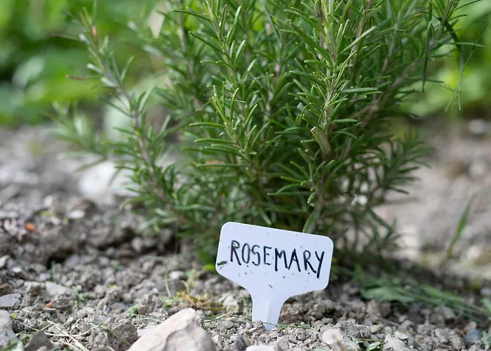 Hisa Juliana - Perfect Starting Point To Explore Slovenia Apartment